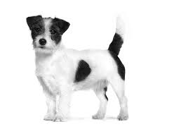 Dogs that are affected with black skin disease will have a normal coat as puppies. Why Is My Dog Losing Hair Royal Canin Royal Canin