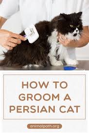 How To Groom A Persian Cat Persian Cat Cat Care Cats