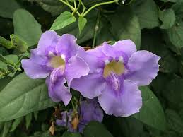 Perché è lei che ho riparata col paravento. Scuprite I Belli Fiori Di A Pianta Chjamata Thunbergia Grandiflora Giardinaghju On