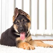 I would be willing to bet that if you. German Shepherd Pdsa