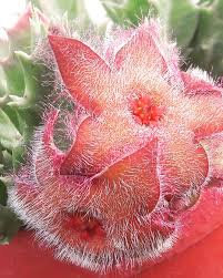 Image result for Orbea melanantha