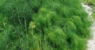 How To Grow Light And Feathery Asparagus Ferns Asparagus Fern Edible Landscaping Growing Asparagus