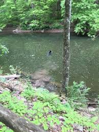 We did not find results for: Search Suspended For Black Bear Seen Roaming In Wissahickon Valley Park Phillyvoice