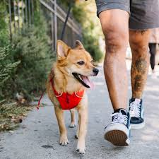 How to determine whether you need an esa or a service dog for anxiety. 7 Natural Remedies For Anxious Dogs