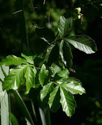 Image result for Paullinia pinnata