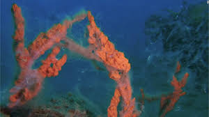 A thick layer of organic matter known as marine mucilage has spread in the sea of marmara, covering harbours, shorelines and swathes of the surface south of istanbul. Hyybebkc5cbidm
