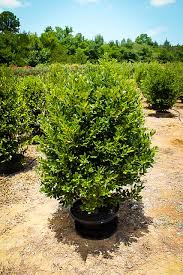 Did you know that you can. Needlepoint Holly Bushes For Sale The Tree Center