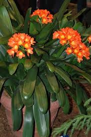 Then place it in a small pot of its own. Caring For And Blooming Potted Clivia Add A Bit Of Color To Your Garden With Potted Clivia Clivia Miniata These S Plants Landscaping Plants African Plants