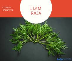 Khasiat bayam brazil whi 8 disember 2020. Makan Ulam Adakah Ia Bermanfaat Terhadap Kesihatan