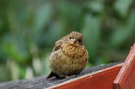 Baby Bird With No Feathers Baby Robin Baby Robin Pretty Birds Bird Photo
