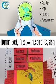 Nervous System Human Body Files Interactive Learning High School Science Teacher Biology Resources