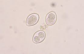 Ponazuril has been successfully used off label for this. Coccidiosis In Cats Vca Animal Hospital