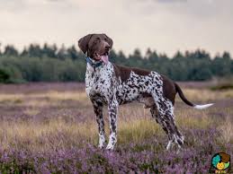 We did not find results for: German Shorthaired Pointer Dog Breed Ukpets