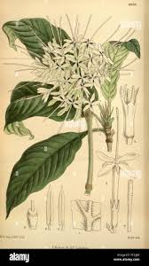 Image result for Pavetta sp. E