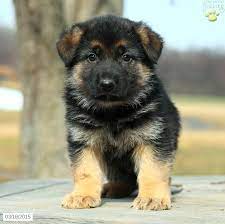 Check spelling or type a new query. Roscoe German Shepherd Puppy For Sale In Fredericksburg Pa German Shepherd Puppies German Shepherd Puppies White Black German Shepherd Puppies