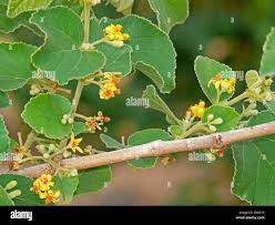 Image result for Grewia falcistipula