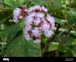 Image result for Bartlettina