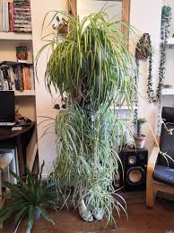 Image result for Chlorophytum krookianum