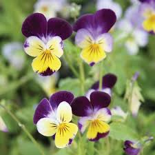 Image result for Viola