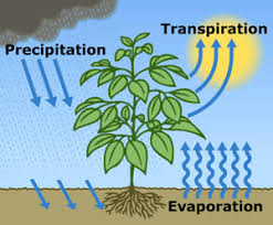 Image result for water cycle take action for water