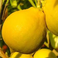 Oz), allowing you to discover the full collection. Citronnier Bergamote Castagnaro Bergamotier Vente En Ligne De Plants De Citronnier Bergamote Castagnaro Bergamotier Pas Cher Leaderplant