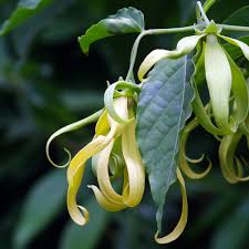 Image result for Cananga