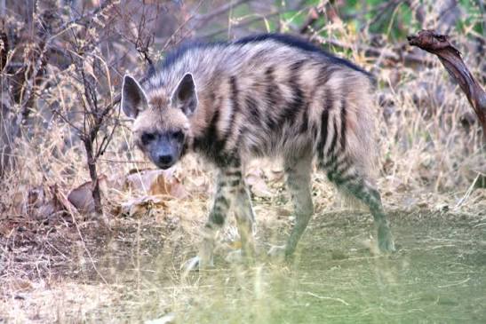Striped hyena - Bharatpedia