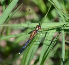 Meaning of dragonfly in english. Dragonfly Facts And Symbolism Owlcation