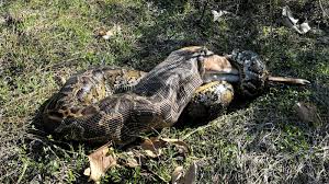 Florida's invasive snakes can eat bigger prey than we knew | Conservancy of  Southwest Florida