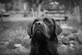Labrador Kopek Siyah Beyaz Kanvas Tablo Arttablo