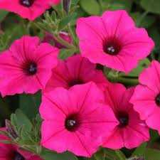 Proven Winners Supertunia Vista Fuchsia Petunia Live Plant Pink Flowers 4 25 In Grande Supprw4017520 The Home Depot Petunia Flower Petunias Pink Flowers