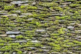 Check spelling or type a new query. Mur En Pierre Avec De La Mousse Verte Photo Stock Image Du Vert Detail 38808548