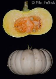 We did not find results for: Image Cucurbita Moschata Long Island Cheese Pumpkin Long Island Cheese Pumpkin Biolib Cz