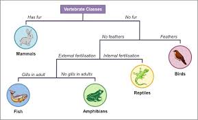 Dichotomous Keys Bioninja