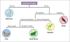 Dichotomous Keys Bioninja