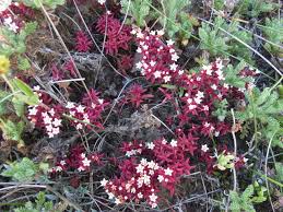 Image result for Crassula expansa