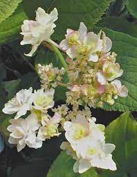 Hydrangea Flower Garden Hydrangea Plants