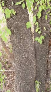 Image result for Spirostachys africana