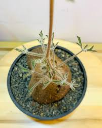 Image result for Cyphostemma montanum