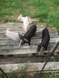 Porci de vanzare crescuti cu furaje naturale. Vand Purcei 8 Saptamani Okazii Ro