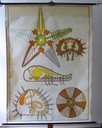 vintage marine biology school chart starfish sea urchin