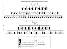 Pedigree Chart Genetics 100