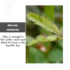 Image result for Porodisculus pendulus