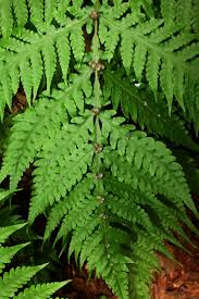 Image result for Tectaria fernandensis