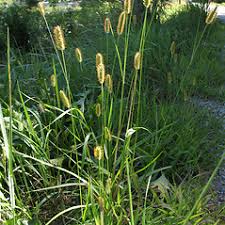 Image result for Setaria pumila