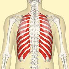 34+ listes de stomach ribs lungs picture! Breath Voicescienceworks