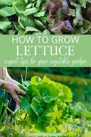 A Guide To Growing Caring For Harvesting Lettuce In Your Garden Growing Lettuce How To Harvest Lettuce How To Harvest Cilantro