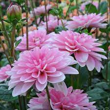 Dahlia Pink Perception Dahlia Dahlia Flower Pink Garden