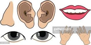 The surface of the front of the head from the top of the forehead to the base of the chin and from ear to ear. Body Parts Clipart Images High Res Premium Images