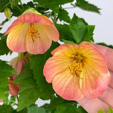Image result for Abutilon grantii